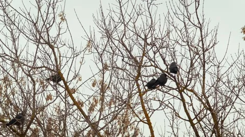 Jackdaws-sit-on-the-branches-of-a-tree Stock Footage 137838862