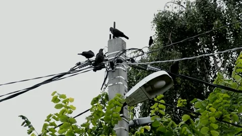 Jackdaws is sitting on an electric cable Stock Footage 211501342