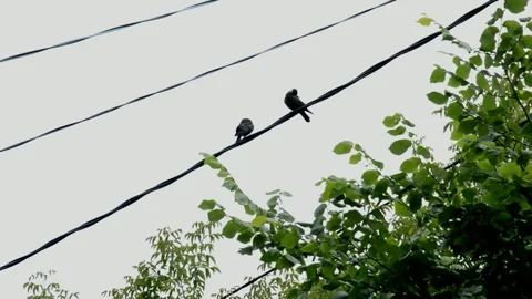 Jackdaws is sitting on an electric cable Stock Footage 211685845