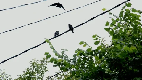 Jackdaws is sitting on an electric cable Stock Footage 211785328