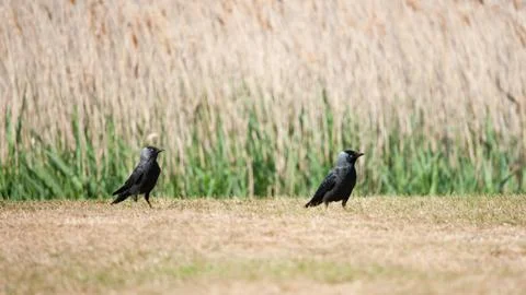 Jackdaws, Snape, UK Stock Photos