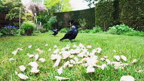 Jackdaws in the spring and eating bread. Stock Footage 107676159