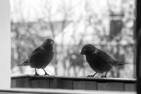 Jackdaws in winter Stock Photos