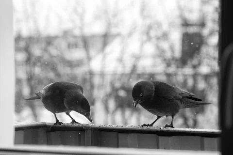 Jackdaws in winter Stock Photos