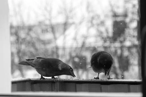Jackdaws in winter Stock Photos