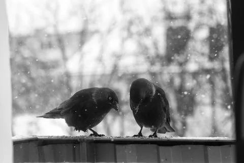 Jackdaws in winter Stock Photos
