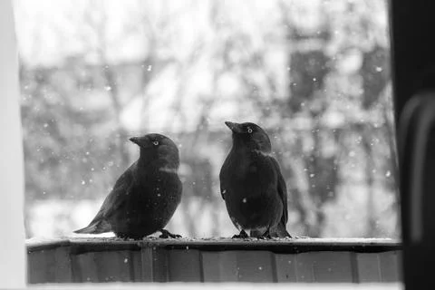 Jackdaws in winter Stock Photos