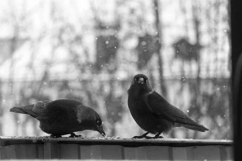 Jackdaws in winter Stock Photos