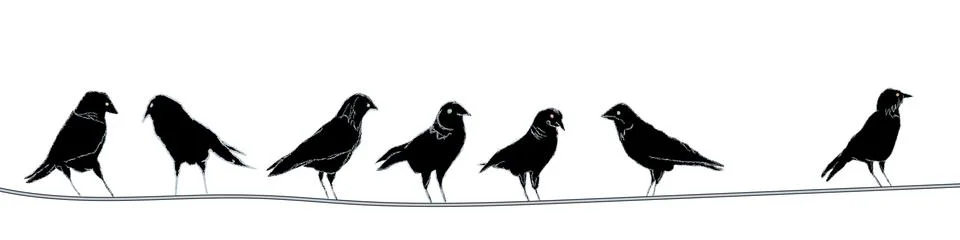 Jackdaws on wire. Stock Illustration