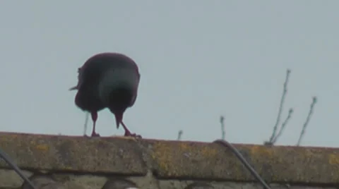 JackdawsRoofTopEat&amp;Fly Stock Footage 2920485