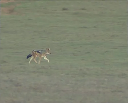 Jacked running in the veld Stock Footage 11629576