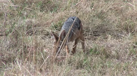Jackel making off with the reamains of a cheetah a  kill on the masai mara Kenya Stock Footage 51307769