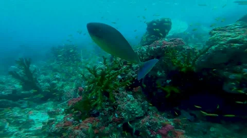 Jacket Fish Stock Footage 246534570