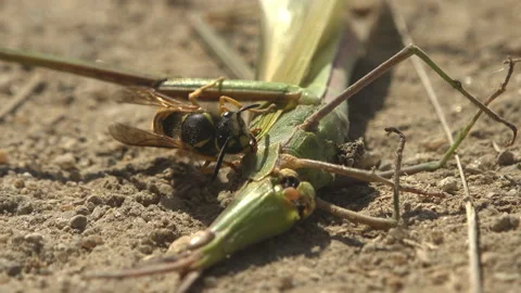 Jacket Wasp runs around and there is dead, attack and eat Spools Leptysma margin Stock Footage 156443909