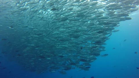 Jackfish Stock Footage 89706197