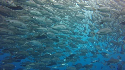 Jackfish or Trevally fish Video stock 89706556