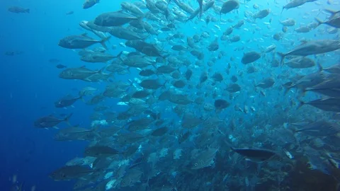 Jackfish or Trevally fish Vidéo 89706859