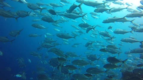 Jackfish or Trevally fish Видео 89707121