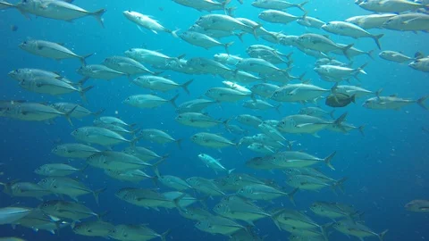 Jackfish or Trevally fish 库存影片 89707795