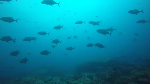 Jackfish or Trevally fish Vidéo 97392747