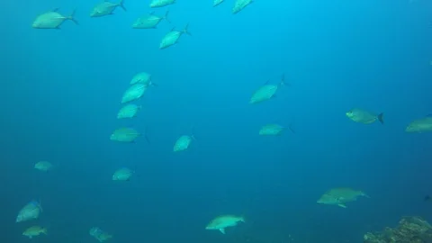 Jackfish or Trevally fish Stock Footage 97392900