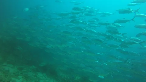 Jackfish or Trevally fish Video stock 99557740