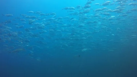 Jackfish or Trevally fish 動画素材 101283957