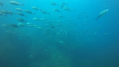 Jackfish or Trevally fish Vídeo Stock 101283958
