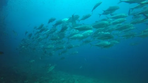 Jackfish or Trevally fish Video stock 101586845