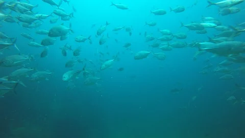 Jackfish or Trevally fish Video stock 106449104