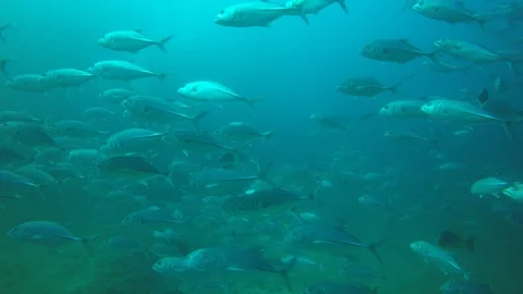 Jackfish or Trevally fish Video stock 106449848