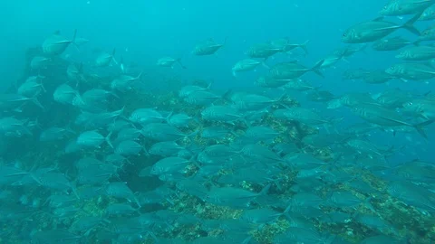 Jackfish or Trevally fish Stock-Footage 120891276