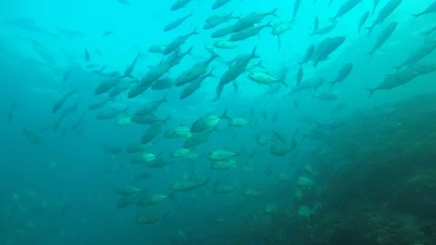 Jackfish or Trevally fish Stock Footage 125857124