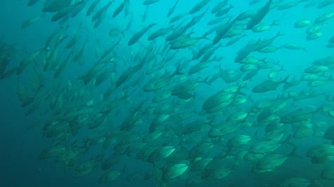 Jackfish or Trevally fish Stock Footage 125857131