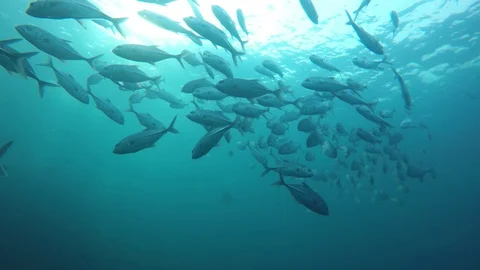 Jackfish or Trevally fish Stock Footage 125922241