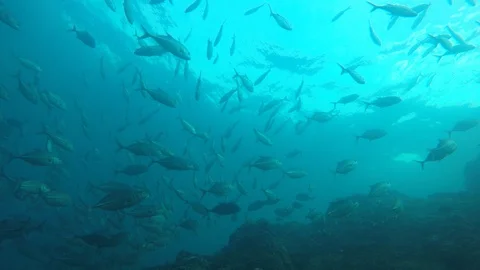 Jackfish or Trevally fish Video stock 127209283