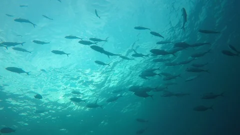 Jackfish or Trevally fish Video stock 127896181