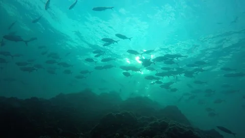 Jackfish or Trevally fish Video stock 127896642