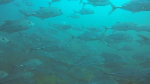 Jackfish or Trevally fish Video stock 128045073