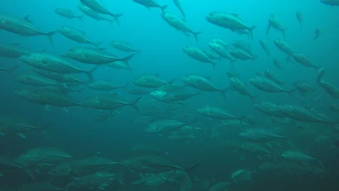 Jackfish or Trevally fish Video stock 128045180