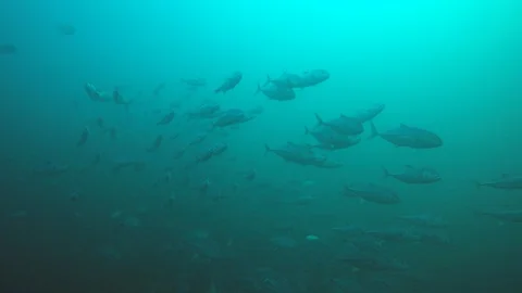 Jackfish or Trevally fish Stock Footage 128045207