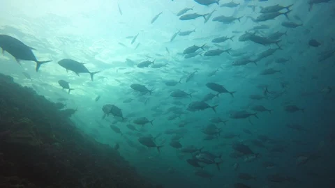 Jackfish or Trevally fish Stock Footage 128558404