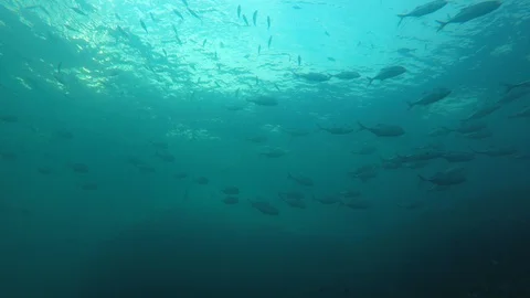 Jackfish or Trevally fish Stock Footage 128558447