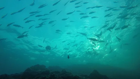 Jackfish or Trevally fish Stock Footage 128558455