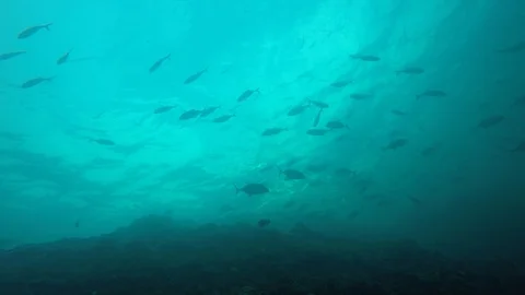 Jackfish or Trevally fish Stock Footage 128785026
