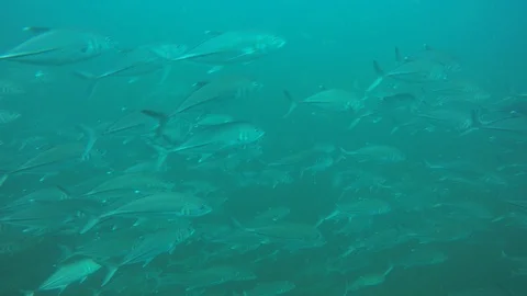 Jackfish or Trevally fish Stock Footage 129140249