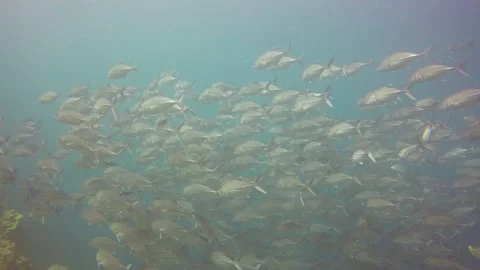 Jackfish or Trevally fish Video stock 132248407
