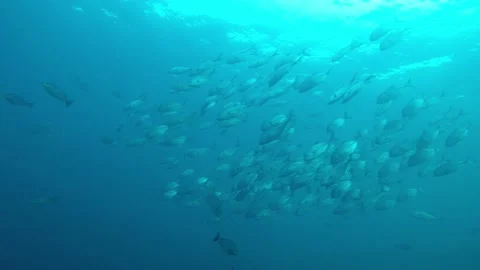 Jackfish or Trevally fish Video stock 132337273