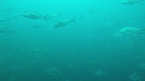 Jackfish or Trevally fish Video stock 132372101