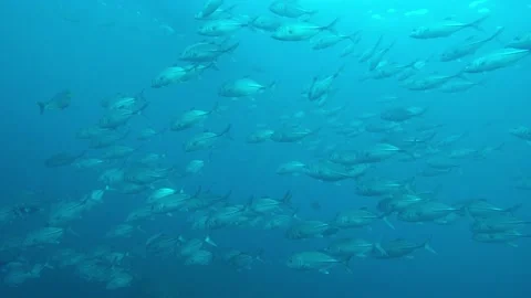 Jackfish or Trevally fish Video stock 132372108